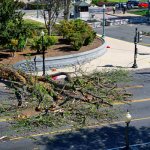 WASHINGTON, DC - APRIL 18:   View of a branch from a mature tree that fell and injured a man on the U.S. Capitol grounds at Independence and New Jersey in Washington, DC on April 18, 2017.  (Photo by Linda Davidson/ The Washington Post)