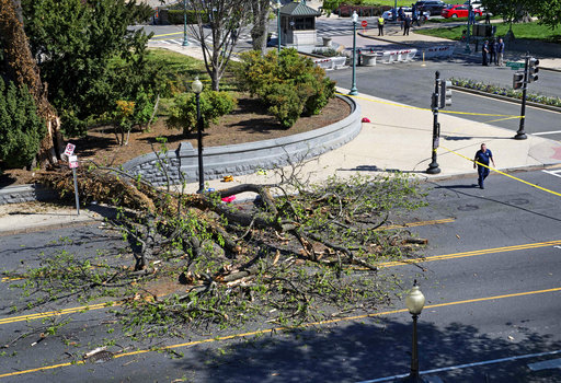 WASHINGTON, DC - APRIL 18:   View of a branch from a mature tree that fell and injured a man on the U.S. Capitol grounds at Independence and New Jersey in Washington, DC on April 18, 2017.  (Photo by Linda Davidson/ The Washington Post)