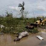 Two dead horses lie on the side of the road on the second day after the impact of Maria, a Category 5 hurricane that crossed the island, in Toa Baja, Puerto Rico, Friday, September 22, 2017. Because of the heavy rains brought by Maria, thousands of people were evacuated from the community after the municipal government opened the gates at rio La Plata Dam. (AP Photo/Carlos Giusti)