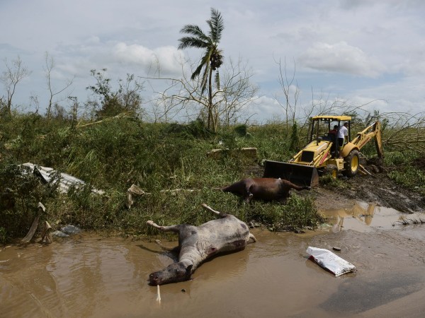 Two dead horses lie on the side of the road on the second day after the impact of Maria, a Category 5 hurricane that crossed the island, in Toa Baja, Puerto Rico, Friday, September 22, 2017. Because of the heavy rains brought by Maria, thousands of people were evacuated from the community after the municipal government opened the gates at rio La Plata Dam. (AP Photo/Carlos Giusti)