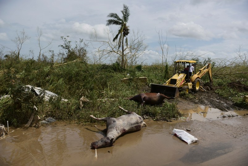 Two dead horses lie on the side of the road on the second day after the impact of Maria, a Category 5 hurricane that crossed the island, in Toa Baja, Puerto Rico, Friday, September 22, 2017. Because of the heavy rains brought by Maria, thousands of people were evacuated from the community after the municipal government opened the gates at rio La Plata Dam. (AP Photo/Carlos Giusti)