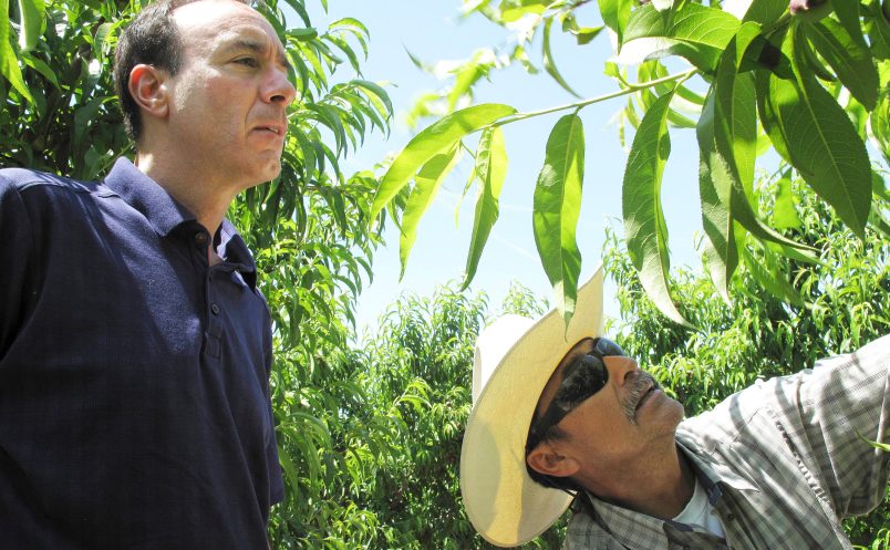 FILE - In this April 29, 2014 file photo, Dan Gerawan, owner of Gerawan Farming, Inc., left, talks with crew boss Jose Cabello in a nectarine orchard near Sanger, Calif. The Agricultural Labor Relations Board late Friday, April 15, 2016 unanimously affirmed an administrative law judge's earlier decision in favor of the United Farm Workers in a decades-long fight with Gerawan Farming Inc., one of the nation's largest fruit growers. The board supported the judge's ruling that the company interfered with its employees' vote on whether to reject union representation. (AP Photo/Scott Smith, File)