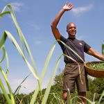 WINTHROP, ME - JUNE 30: Maine legislator, farmer and fierce advocate for Maine's sustainability movement, Craig Hickman waves to a neighbor while picking garlic scapes on his Annabessacook Farm in Winthrop. (Photo by Carl D. Walsh/Staff Photographer)