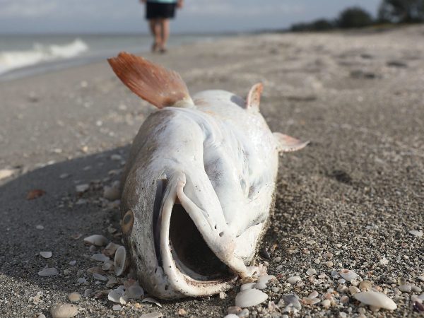 on August 1, 2018 in Captiva, Florida.