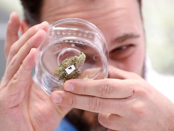 Jean Marc checks out a sample at a cannabis store in Winnipeg, Man., on Wednesday, October 17, 2018. Marijuana is now legal in Canada. (John Woods/The Canadian Press via AP)