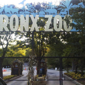 The ticket booths are empty and the gates are chained shut at an entrance to the Bronx Zoo in New York, Friday, Sept. 21, 2012. Zoo officials say a visitor who leaped into an exhibit and was mauled by a tiger was alone with the 400-pound beast for about 10 minutes before being rescued. (AP Photo/Jim Fitzgerlad)