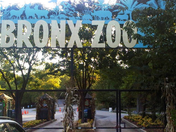 The ticket booths are empty and the gates are chained shut at an entrance to the Bronx Zoo in New York, Friday, Sept. 21, 2012. Zoo officials say a visitor who leaped into an exhibit and was mauled by a tiger was alone with the 400-pound beast for about 10 minutes before being rescued. (AP Photo/Jim Fitzgerlad)