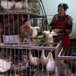 LANZHOU, CHINA - NOVEMBER 02: Woman selling live chickens and ducks in cages at a food market, Gansu province, Lanzhou, China on November 2, 2017 in Lanzhou, China. (Photo by Eric Lafforgue/Art In All Of Us/Corbis via Getty Images)