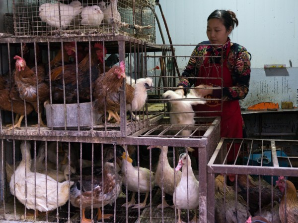 LANZHOU, CHINA - NOVEMBER 02: Woman selling live chickens and ducks in cages at a food market, Gansu province, Lanzhou, China on November 2, 2017 in Lanzhou, China. (Photo by Eric Lafforgue/Art In All Of Us/Corbis via Getty Images)
