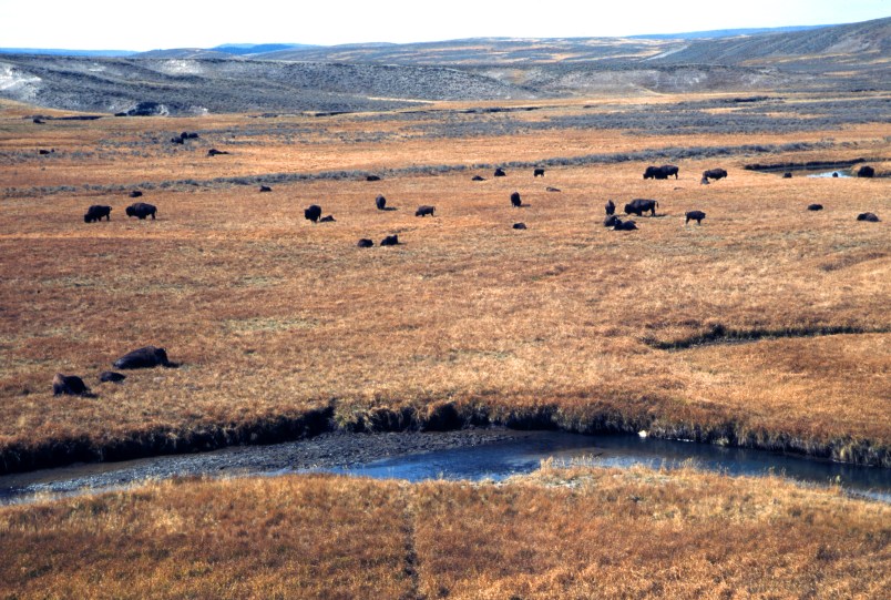YELLOWSTONE NATIONAL PARK, WY - OCTOBER, 2005: A herd of wild bison graze in Hayden Valley at Yellowstone National Park in Wyoming. (Photo by Robert Alexander/Archives Photo/Getty Images)