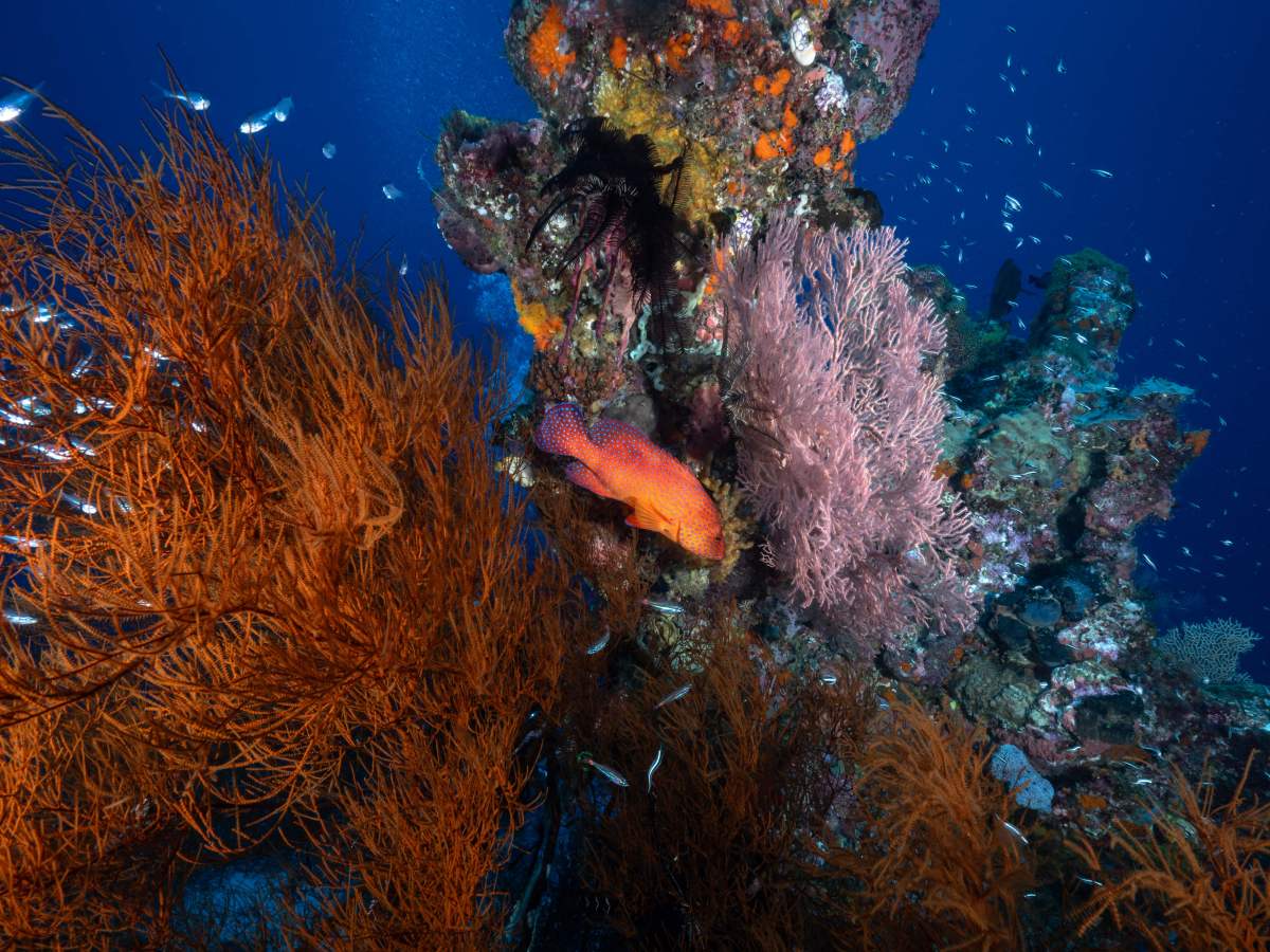 As Climate Change Imperils Coral Reefs, Scientists Are Deep-Freezing Corals To Repopulate Future Oceans