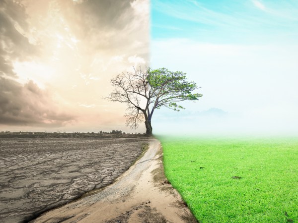 Half drought and half abundance tree standing landscape background
